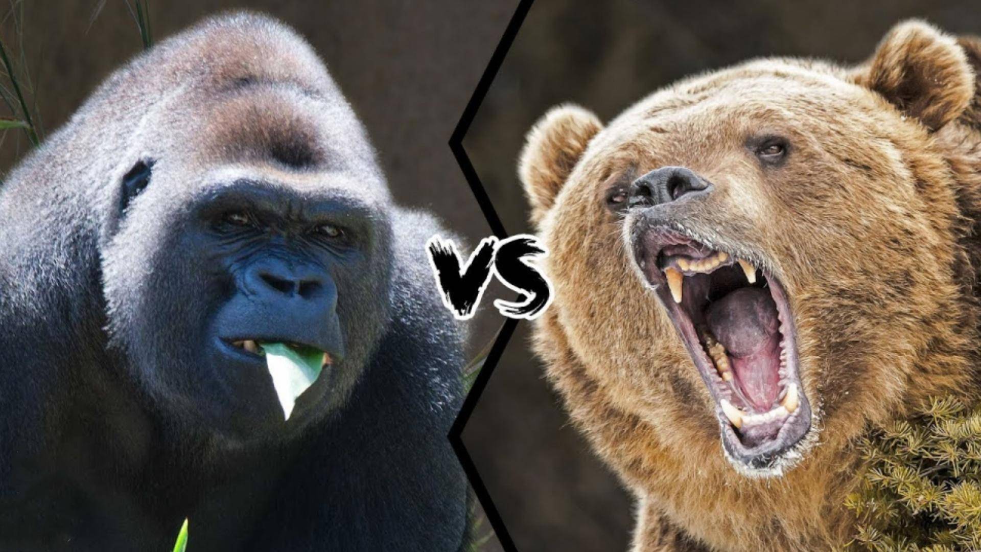 开云体育APP下载-贝尔蒙特VS雷恩，谁将笑到最后？