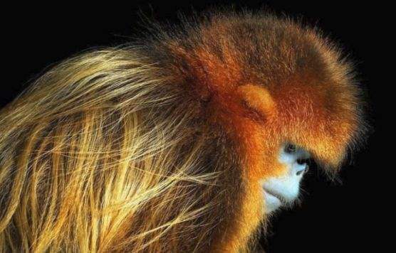 洛杉矶金丝猴减少渡过冬天生还存疑